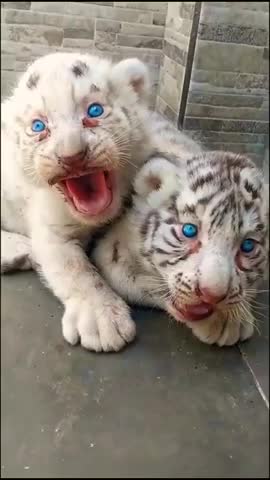 you love animals ? cute animals video | Rumble Compilations | #shorts #animals