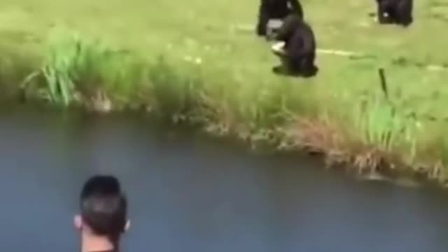 Funny Monkey gets hit on the head