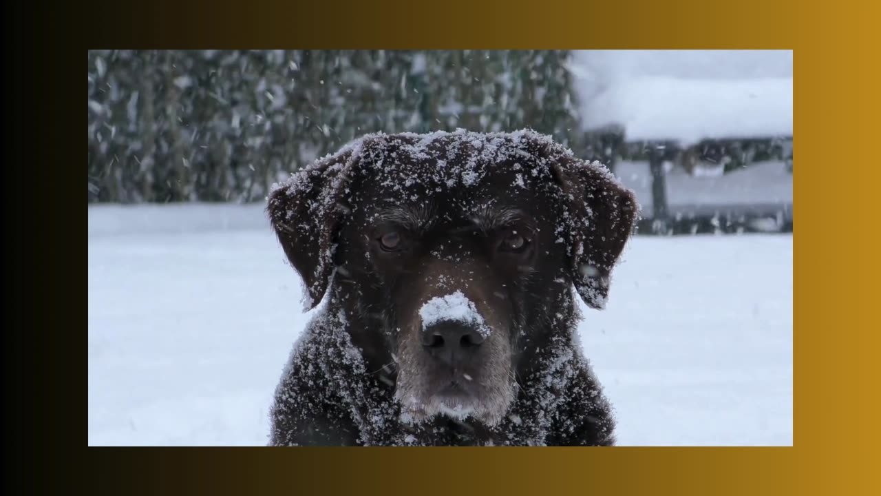 A dog in the snow