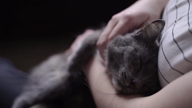 The cat is sleeping safely with his friend😢❤