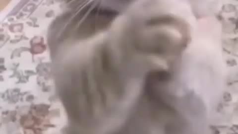 Funny cat singing