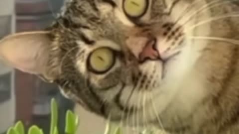 KITTY CAT WORLD