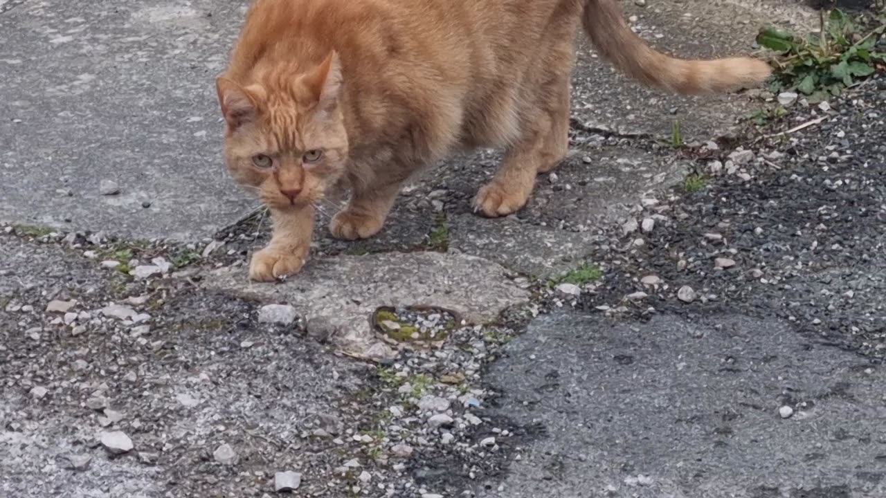 Nice Cute Cat Walking Down Path In Great Britain.