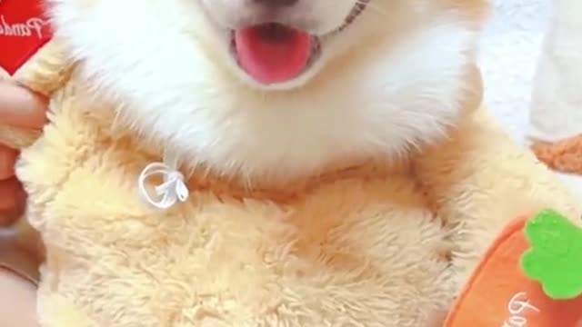Happy time for the little animals 514861207