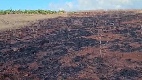 Maui Government Is In Deep Sh!T