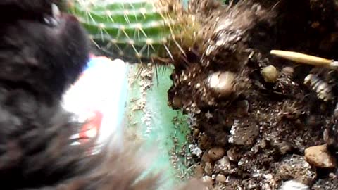 Cat Eats Cactus