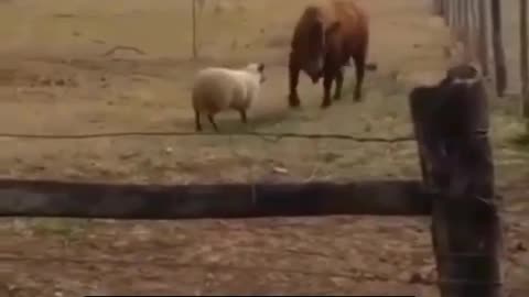 Sheep Vs Bull Animal Funny Fight