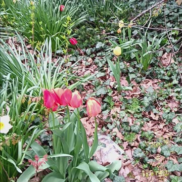 Queens botanical gardens