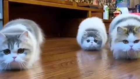 Dancing Cats