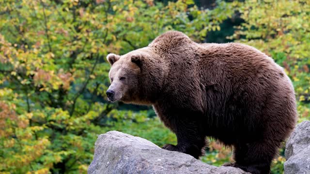 bear on the cliff