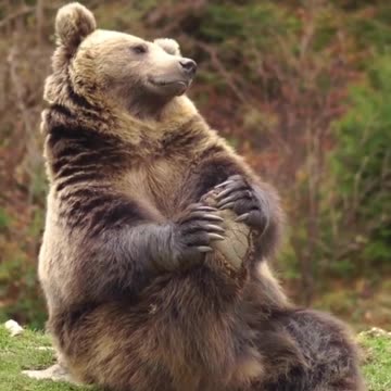 Brown bear stretching