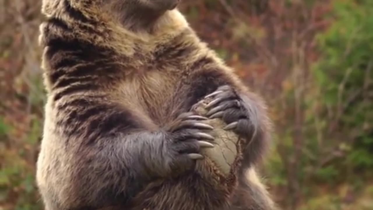 Brown bear stretching