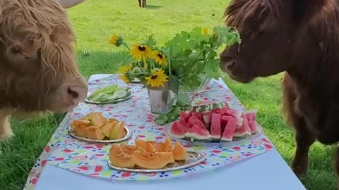 Highland Cows Chow Down on Picnic Buffet