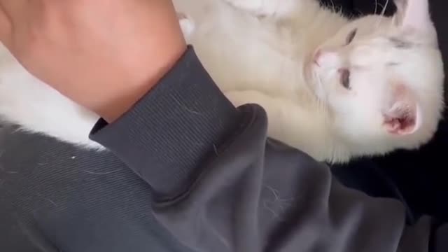 My belt is bitten by the cat