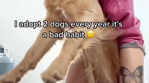 I adopt 2 dogs every year it's a bad habit