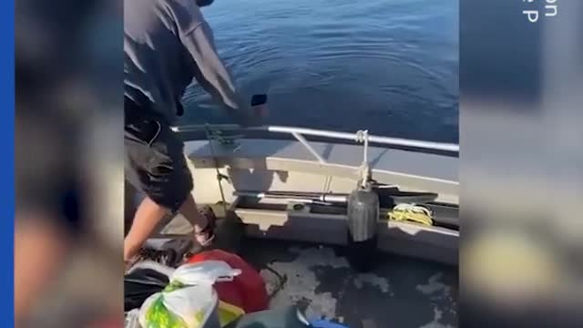 This whales love Hugs and Kisses