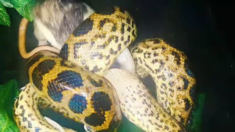 Anacondas