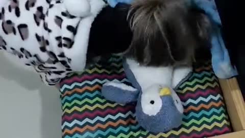 Yorkie Shows Off His Nightly Routine