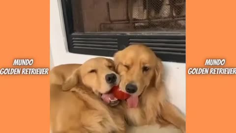 Golden Retrievet fun Dog