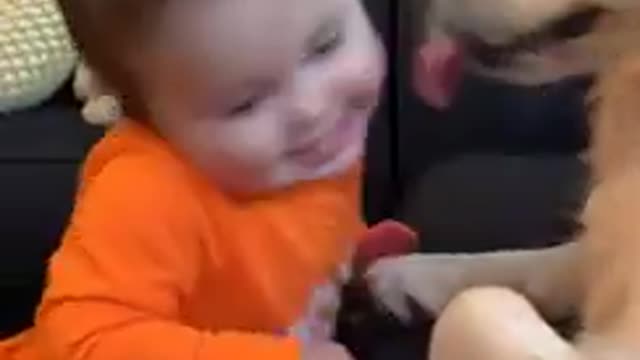 Funny Babies and Animals Video