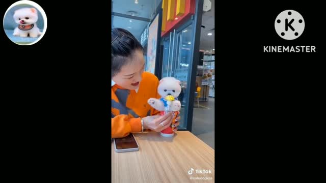 Funny and Cute Dog Pomeranian 😍🐶| Tik Tok Chó Phốc Sóc Dễ Thương #265