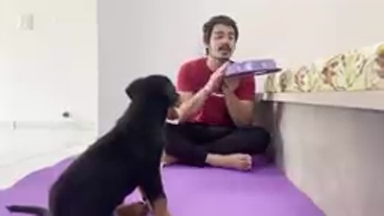 HOW TO TRAIN YOUR PUPPY FOR FOOD DISCIPLINE