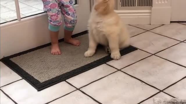 Happy Family Meeting Their First Puppy – Cutest Golden Retriever Puppy