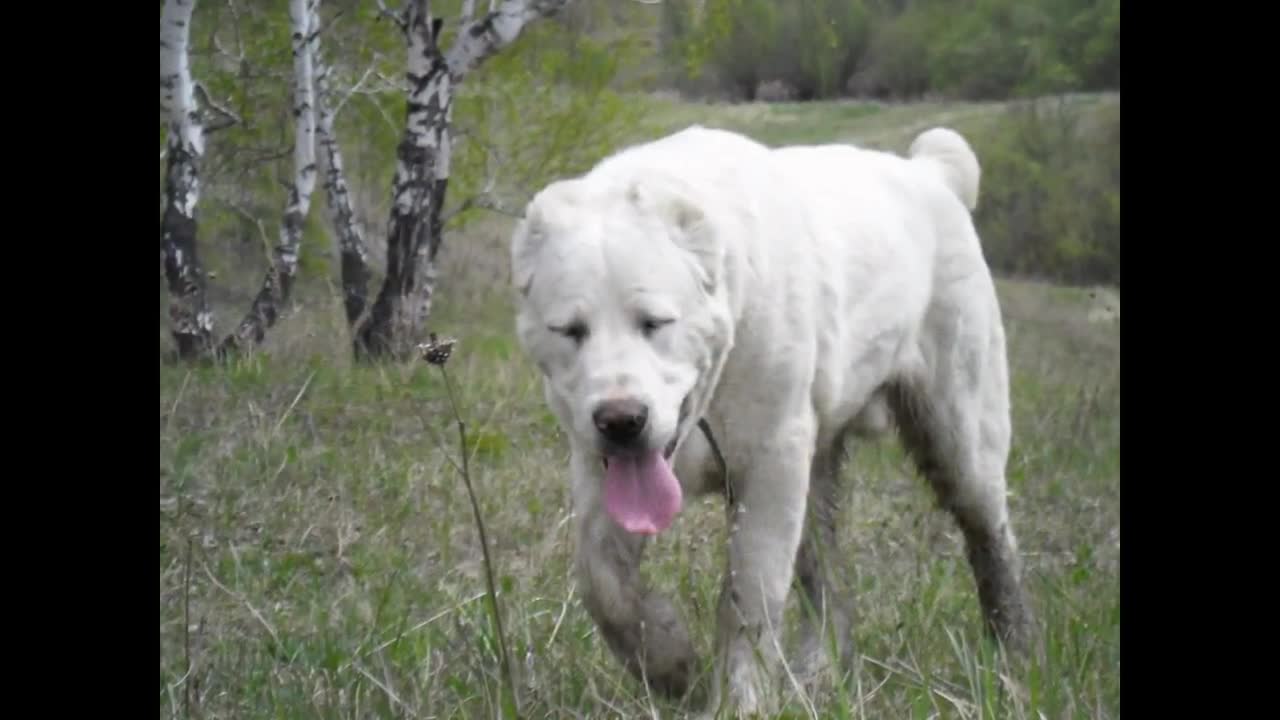 Д.Ю.Русский Медведь