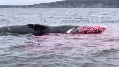 Watch an whale explodes in our vacation trip!