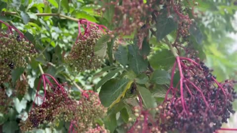A bushel of delicious looking berries.