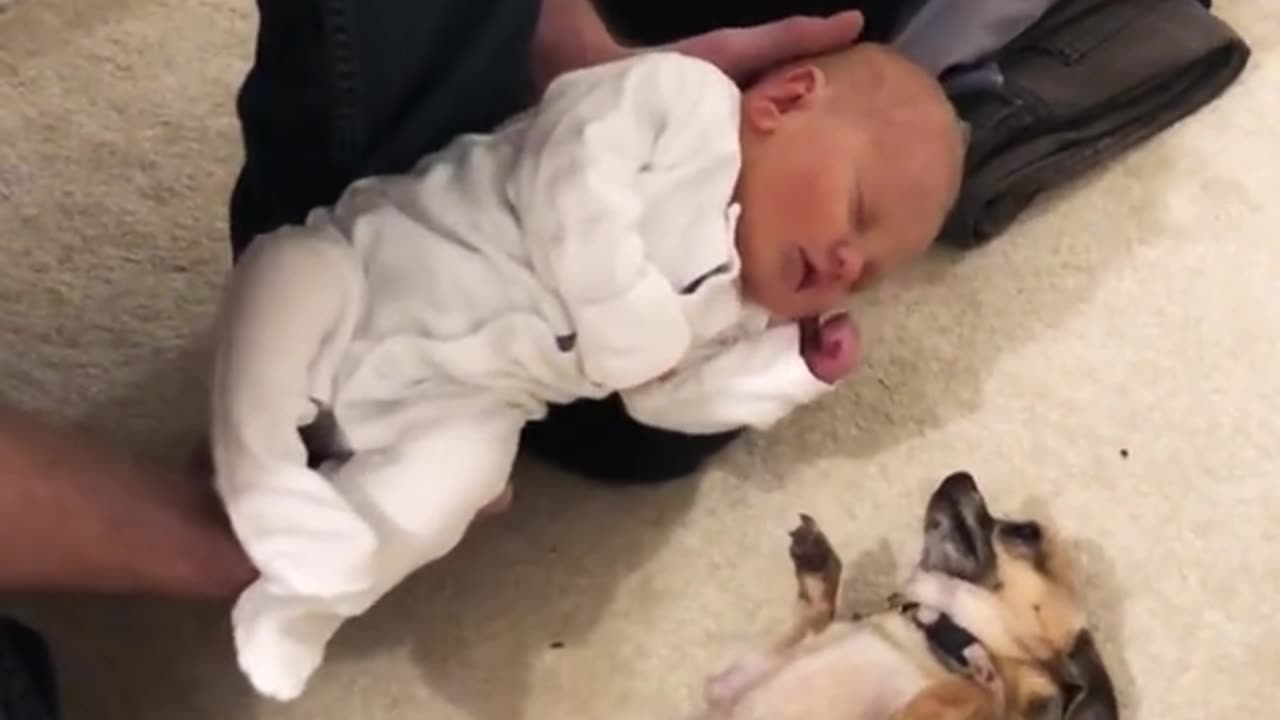 Little Puppy can happy with a little boy π₯Ίπ₯Ίππ