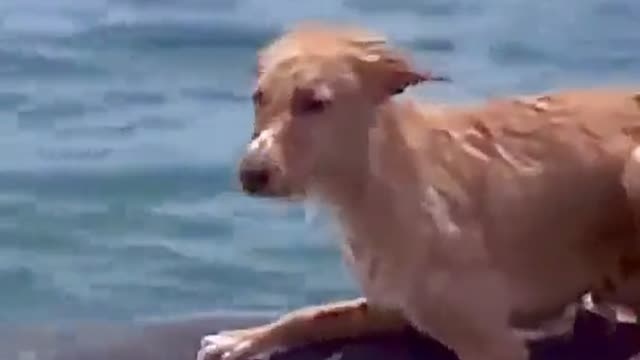 Dolphin Rescues Dog That Fell From Boat