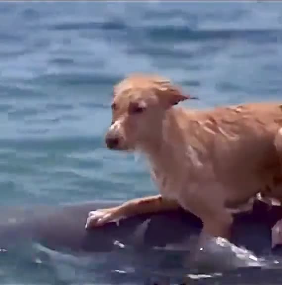 Dolphin Rescues Dog That Fell From Boat
