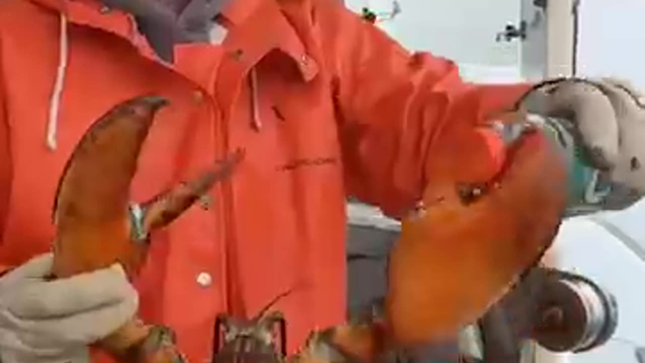 Maine lobster crusher