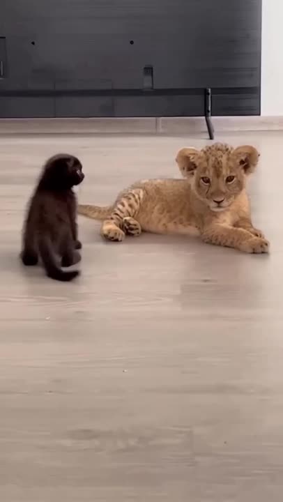 Come on brother let’s play fight 😂😂