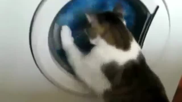 Very Funny Cat Playing With The Washign Machine