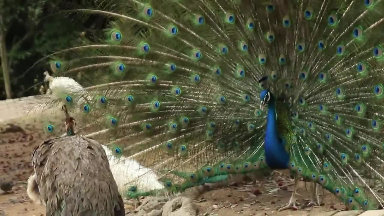 I'm the peahens' favorite baby peacock at the zoo