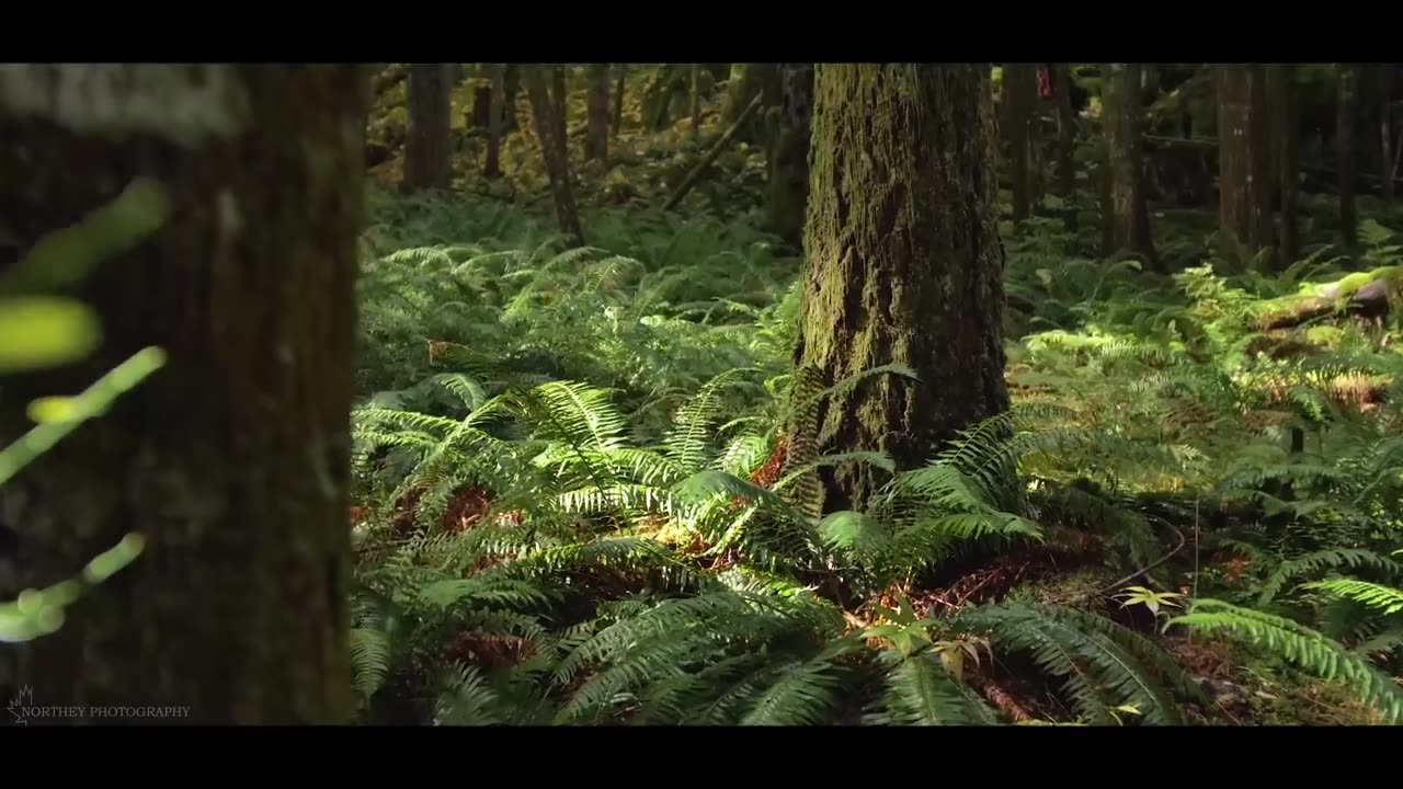 Forest in 4k drown short