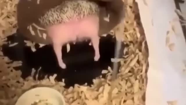funny videos of the world 61 shorts funny meme