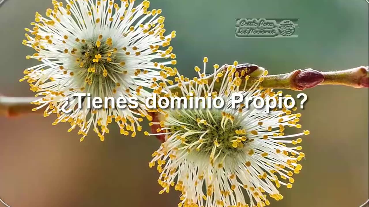 ¿ TIENES_DOMINIO_PROPIO ?