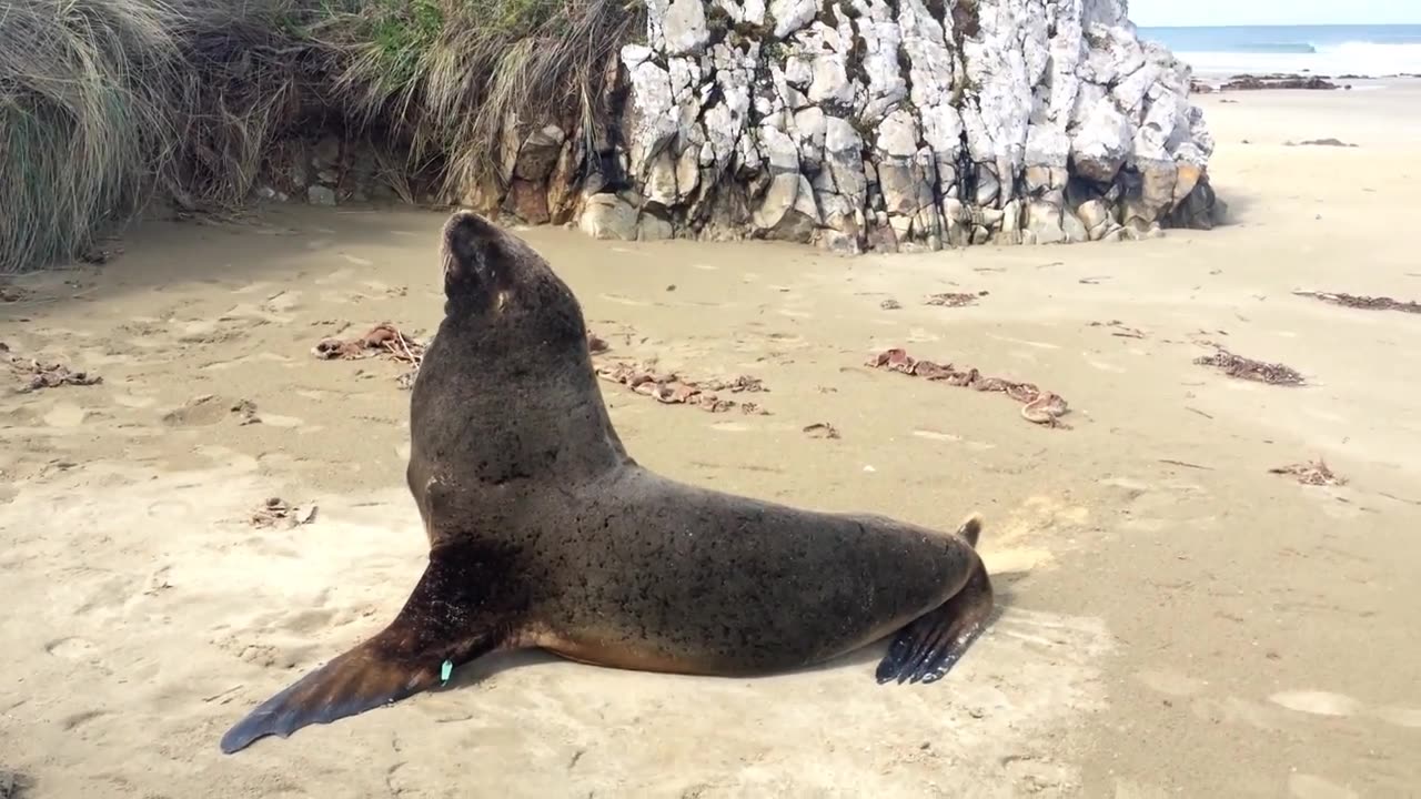 Farting funny Seal in New Zealand