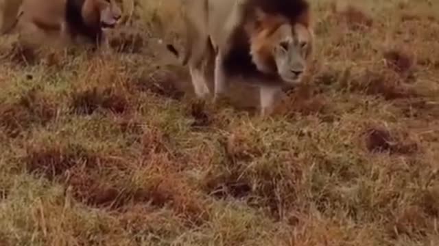 King Brothers