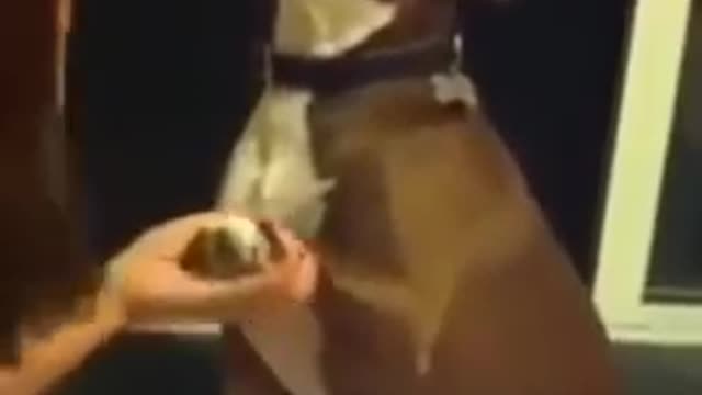 Funny Dog Tries Hard To Ignore Owner