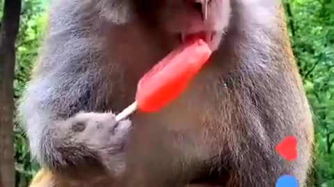 Monkey noty videos full Manoranjan entertainment