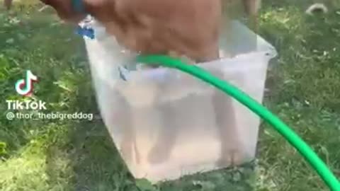 "Dose of Doggy Delight: Funny Dogs to Brighten Your Day"