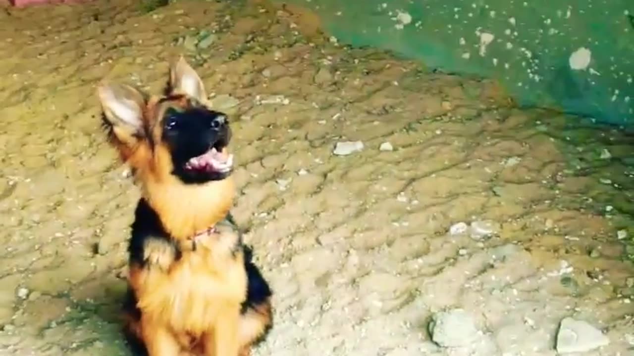 German Shepherd Playing