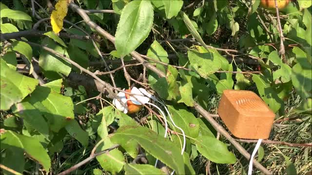 Apples In The Wind Apple Tree Sept 2022