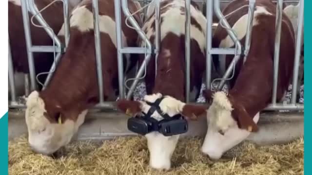 Virtual reality glasses increase the milk yield of cows