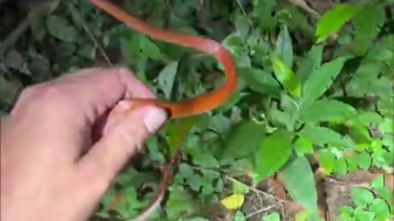 The jungle is scary