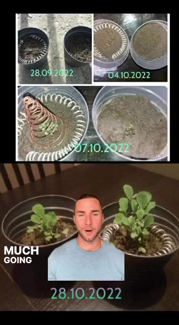 electro culture indoors example